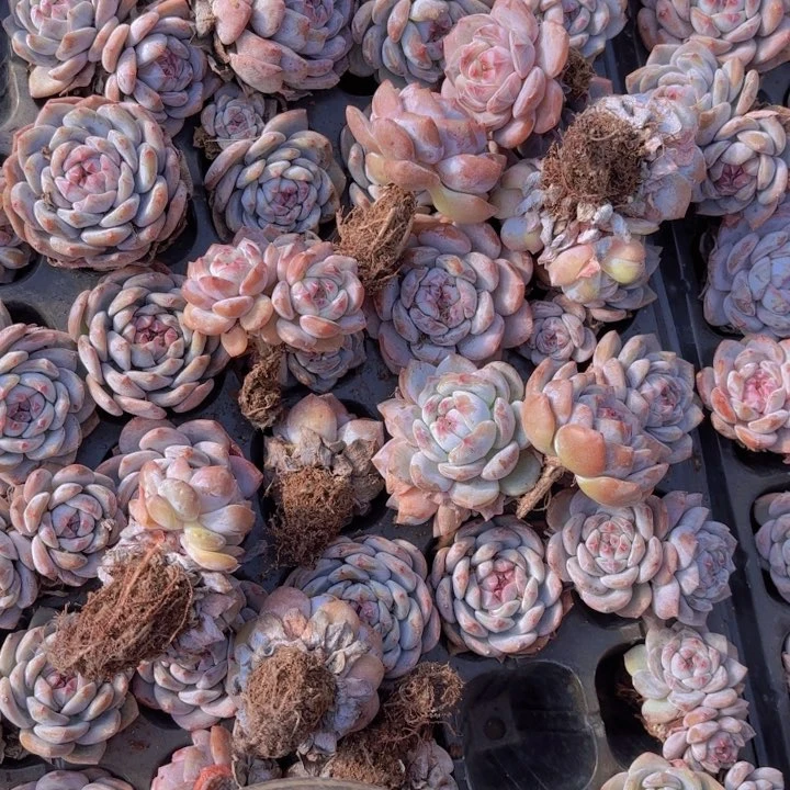 ?****?暗纹石榴籽75颗一物一拍一定看图拿货左边一盘