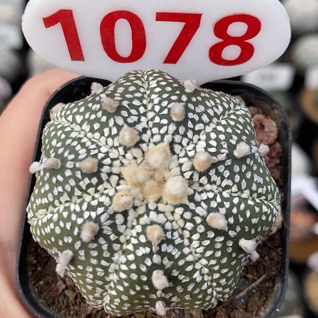 1078七愣奇迹福利来啦