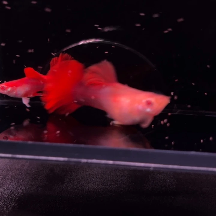 孔雀鱼半月尾折扇白子1对种鱼