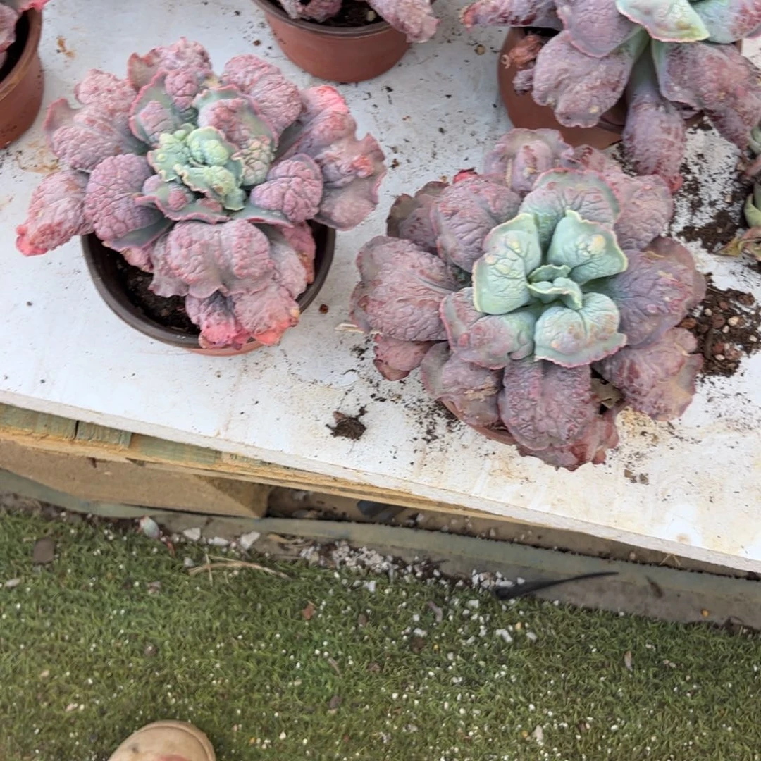 红*狂野男爵2个多肉植物