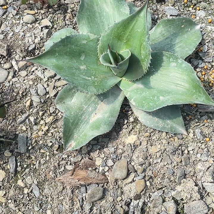 龙***国无花朵龙舌兰绿色植物