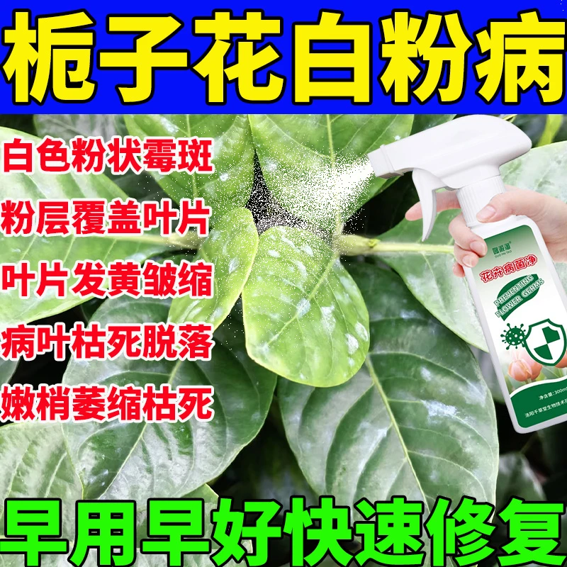 栀子花病专用斑枯病叶斑病白粉叶子黄白色絮皱缩焦尖花叶病营养液