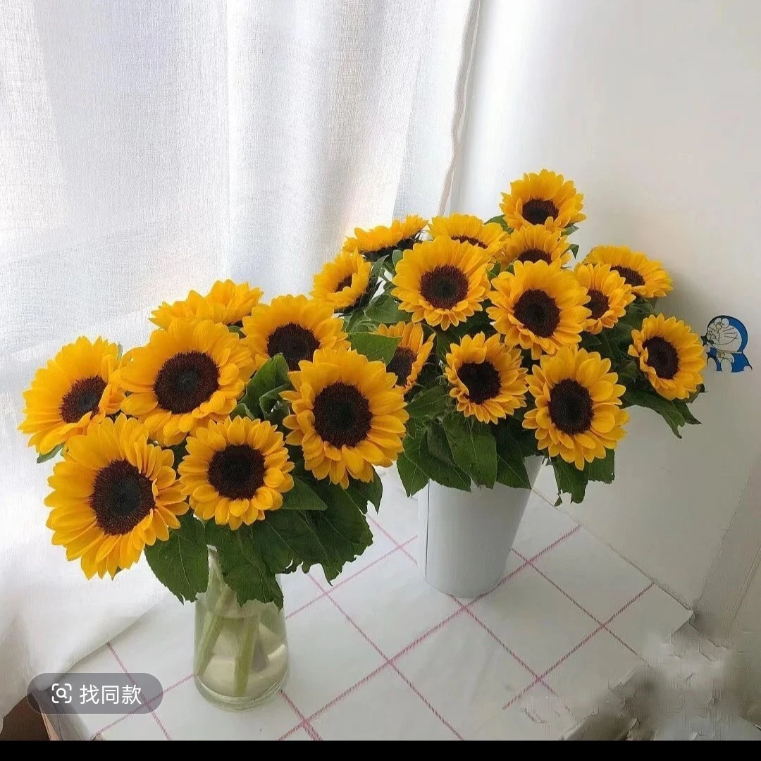 【向日葵】鲜切花水培水养云南基地直发客厅插花真花
