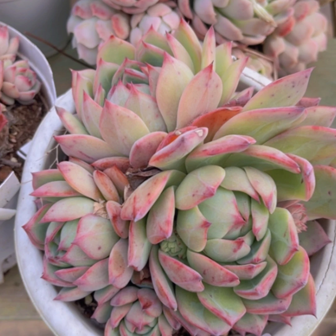 【闪购商品】棱镜16118