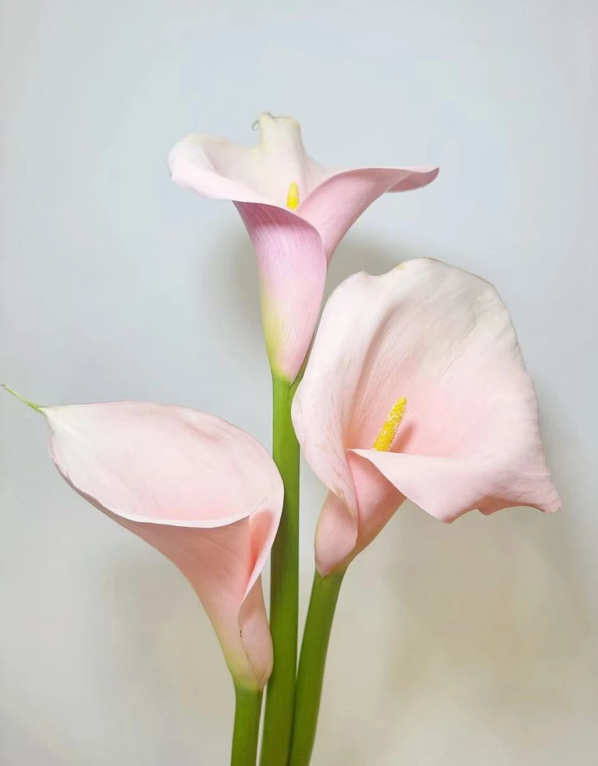 鲜花【粉马蹄莲】同地址两单以上顺丰包邮送货上门+送配草1扎