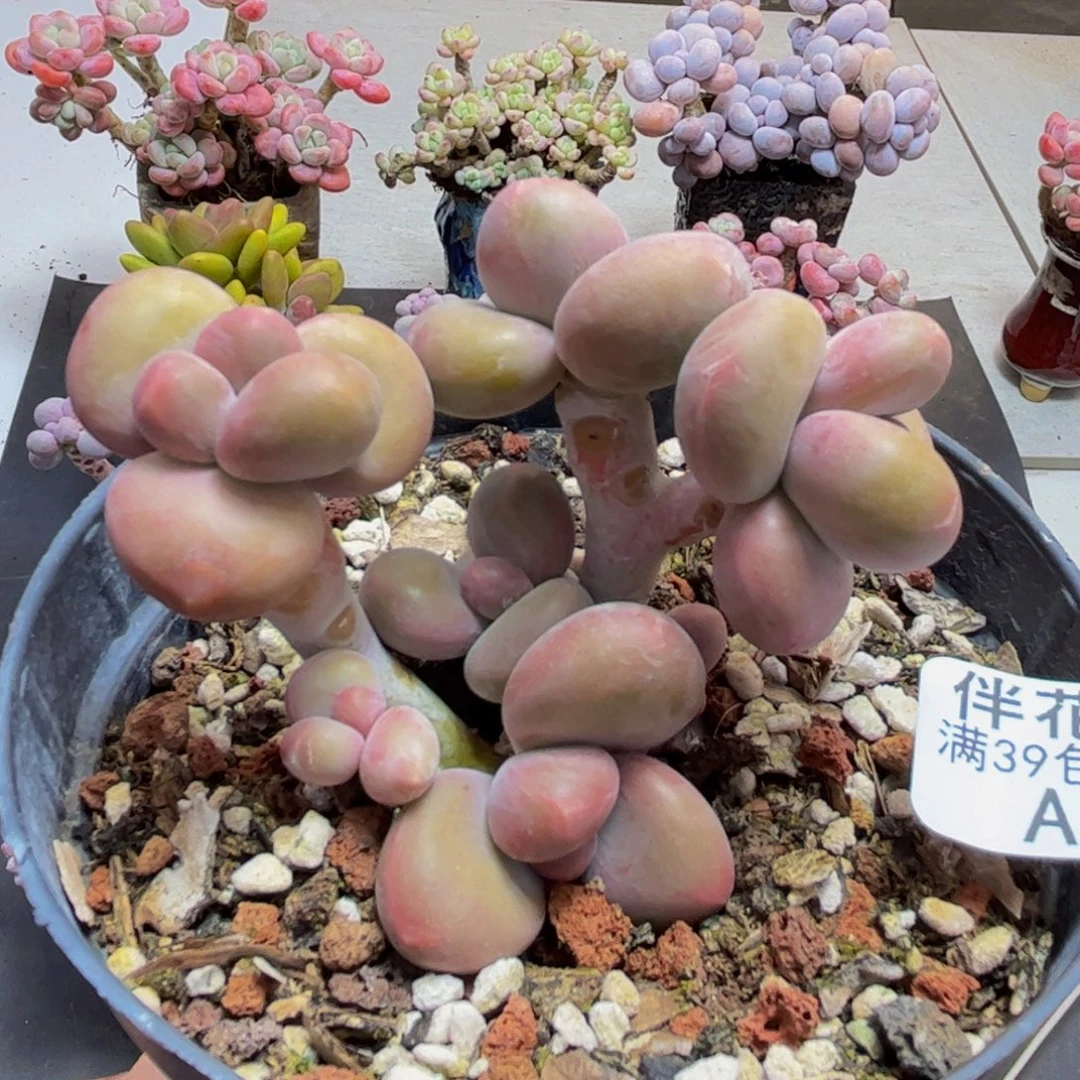 709/7cm芒果kk奶多肉