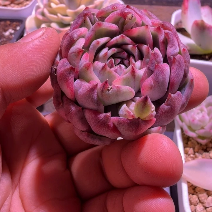 蓝色妖姬锦，多肉锦