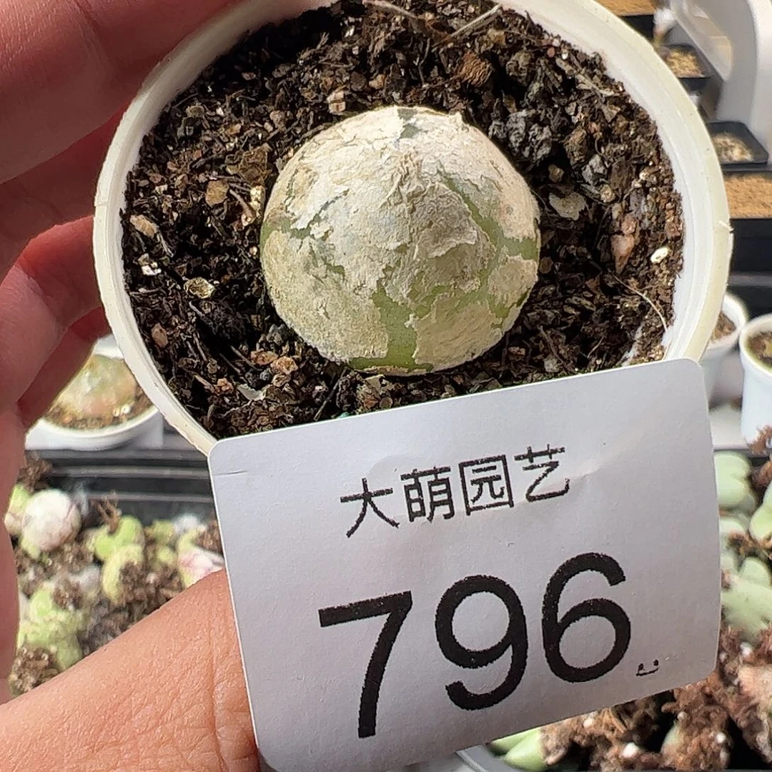 一物一拍带盆土发。  796