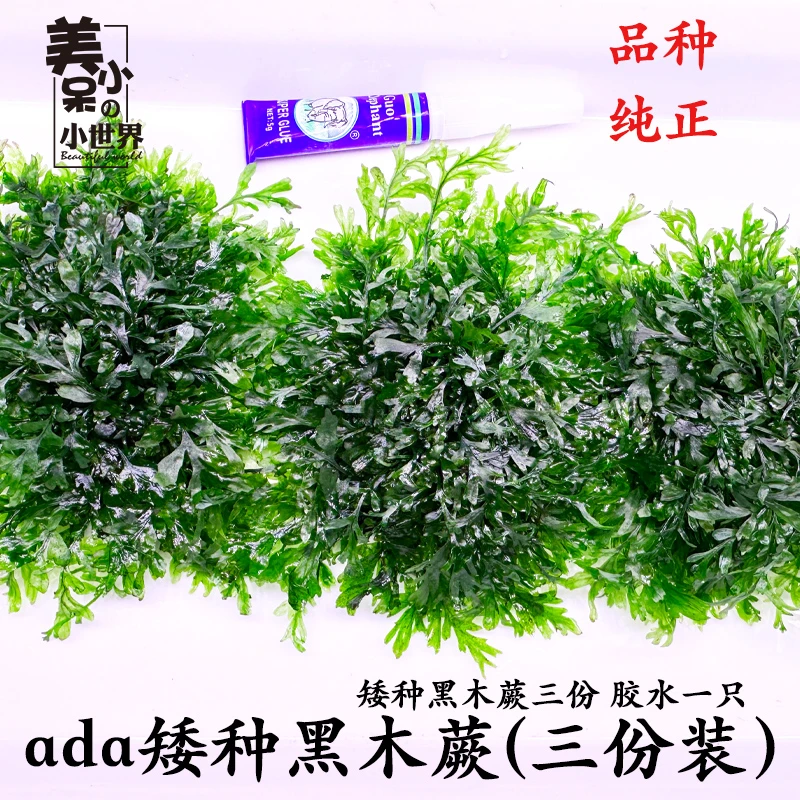 3份ada矮种黑木蕨