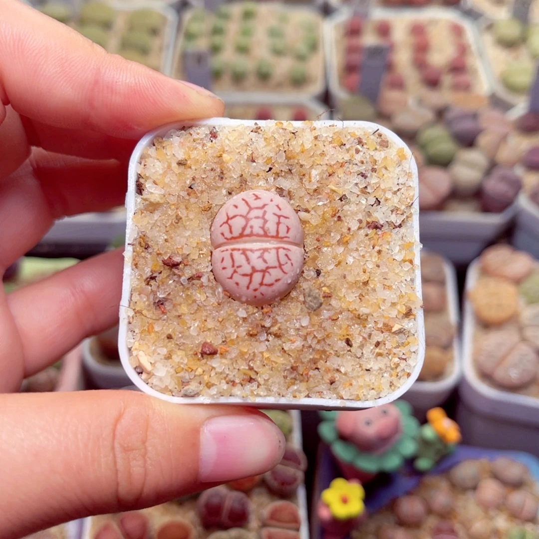 221号带盆包邮发货