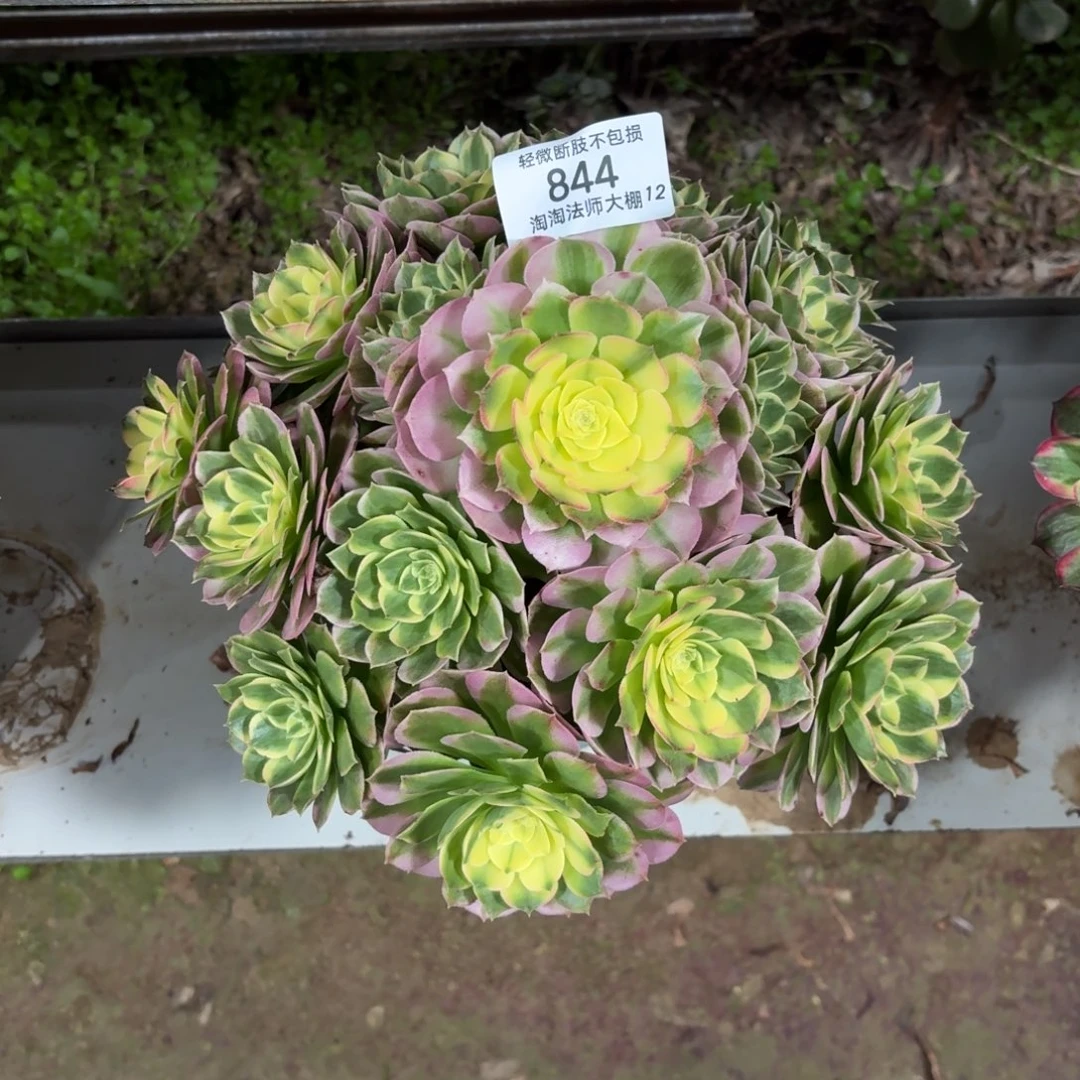 844海王多肉植物法师