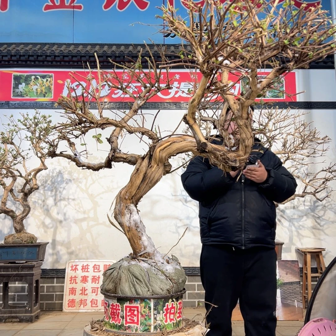 无花朵金银花5885555555558888