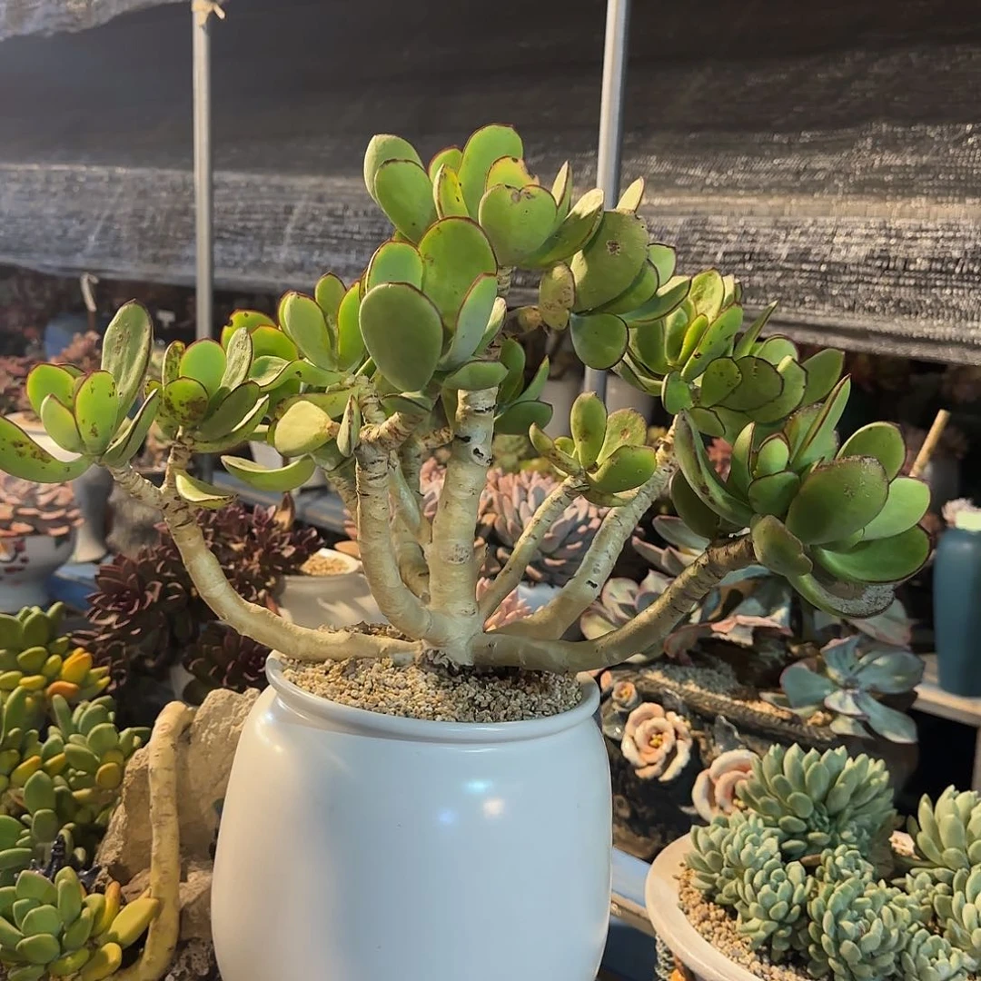 快**心青梅不带盆寄养