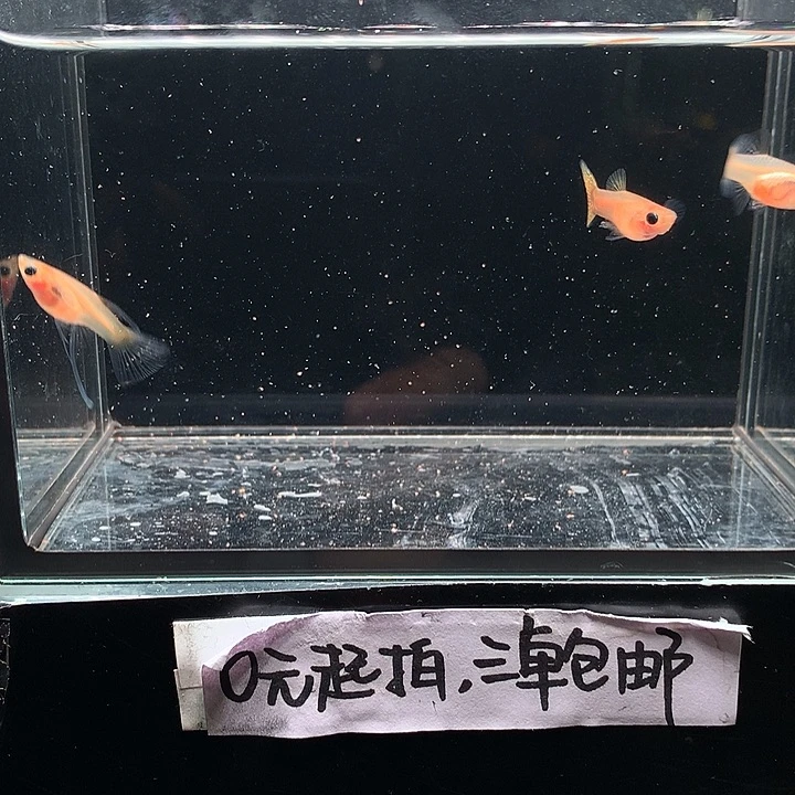 孔雀鱼黄蕾丝玻璃猫大c一对➕普通母