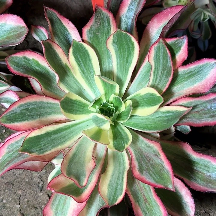 2-226魅影多肉法师