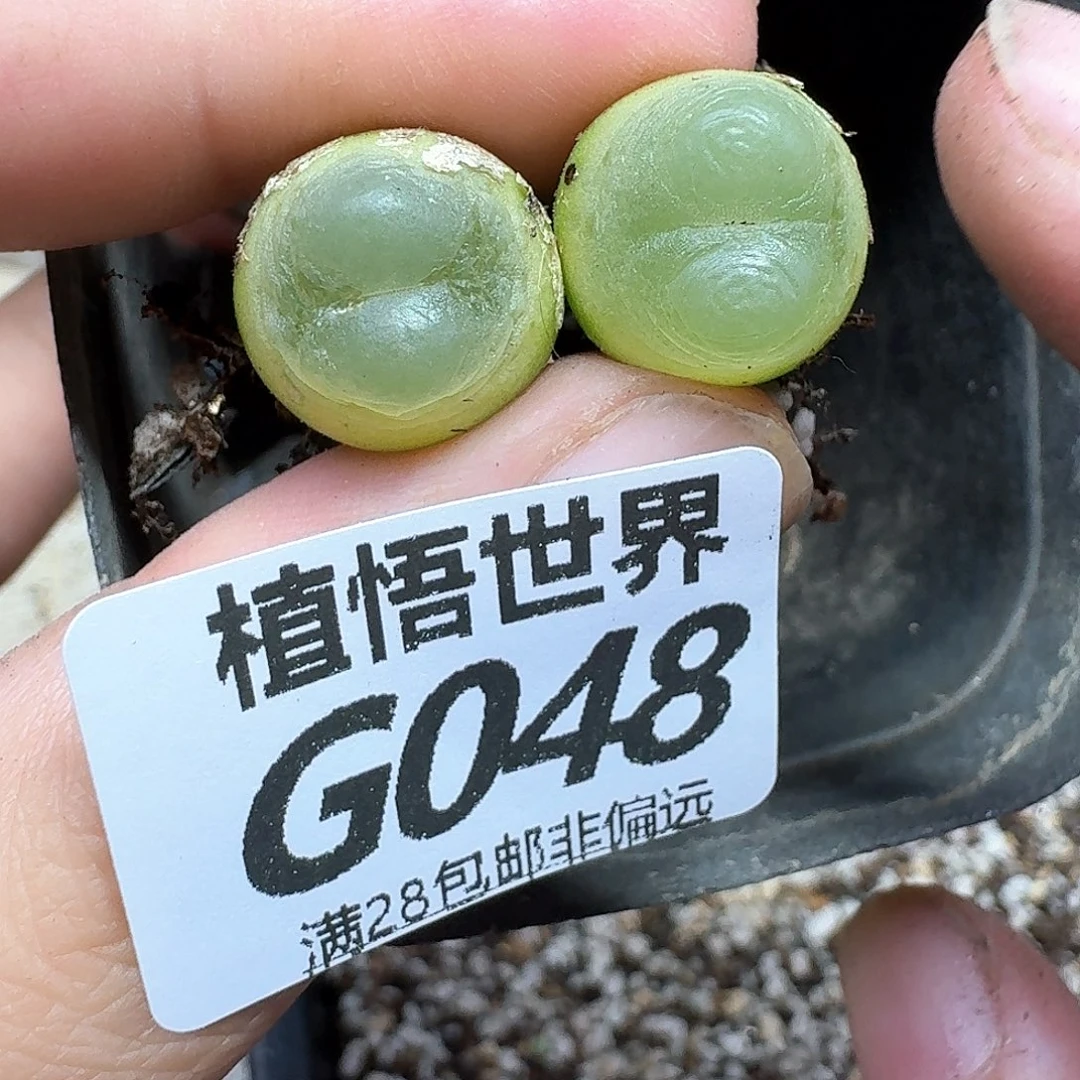 多肉植物的润泽fgh