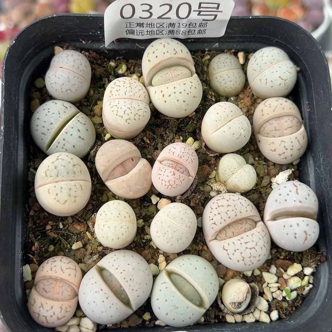 好养易活生石花大母本0320