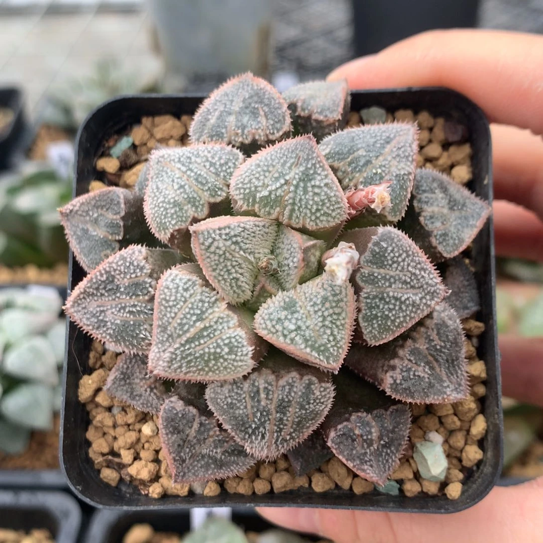 C****乙姬寿一物一拍带盆