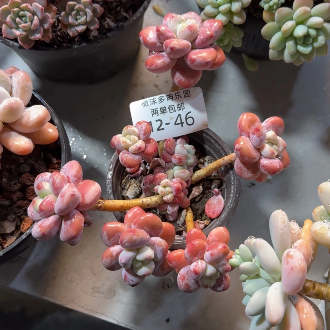 12-46红洛神多肉植物