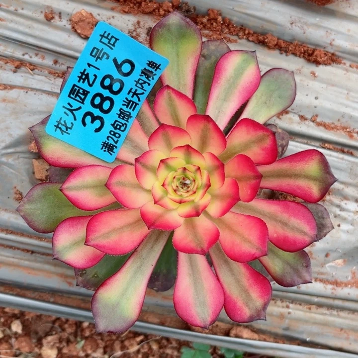 红魔3886多肉植物