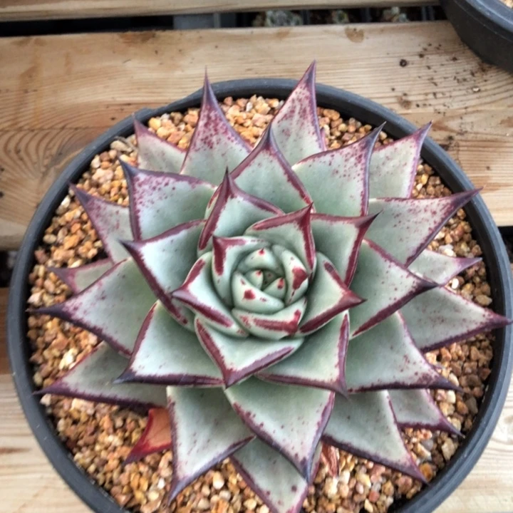 白底宽三角000000000025