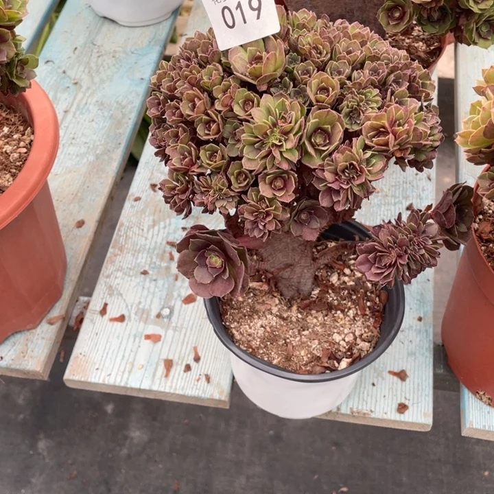 c**b019万圣节朵朵缀