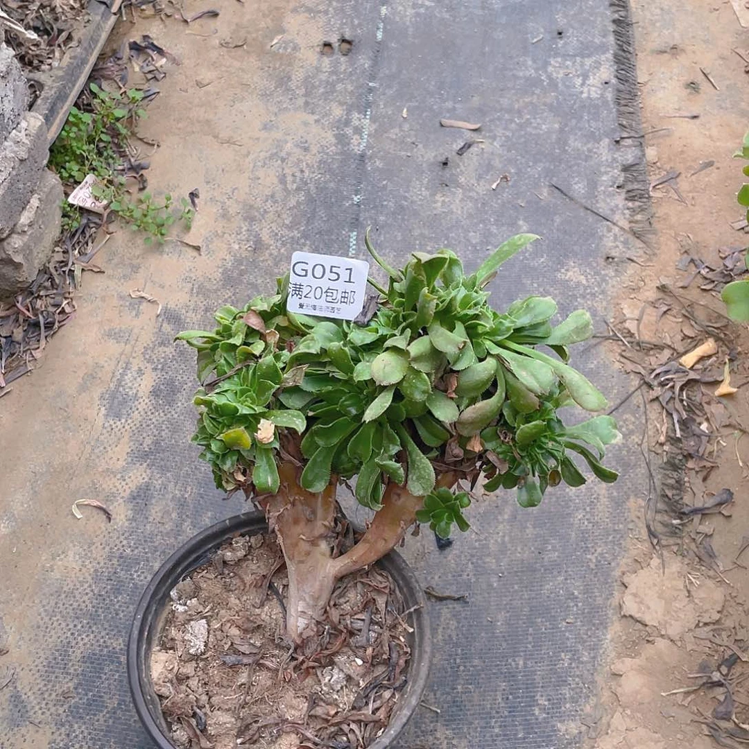 51小叶香炉盘缀化多肉小损不包