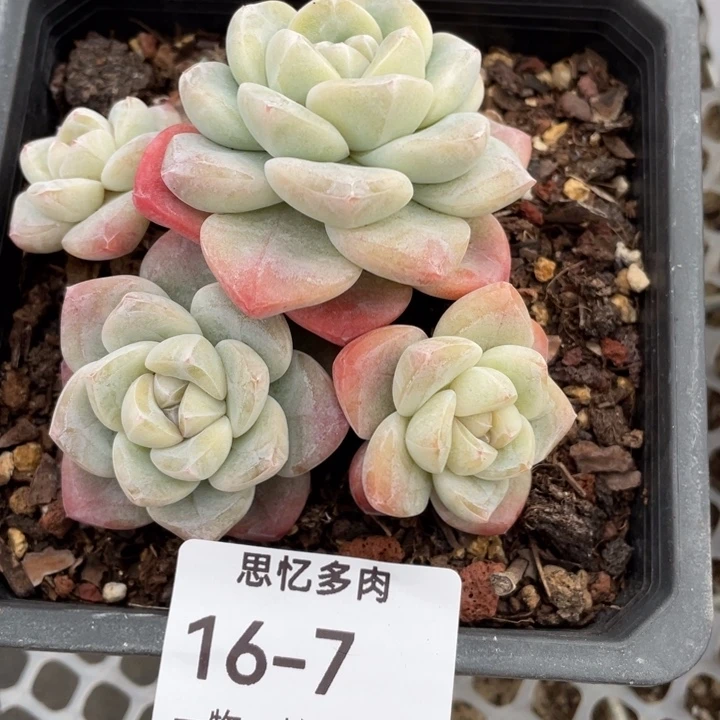 ***。小幸运的小可爱们都来