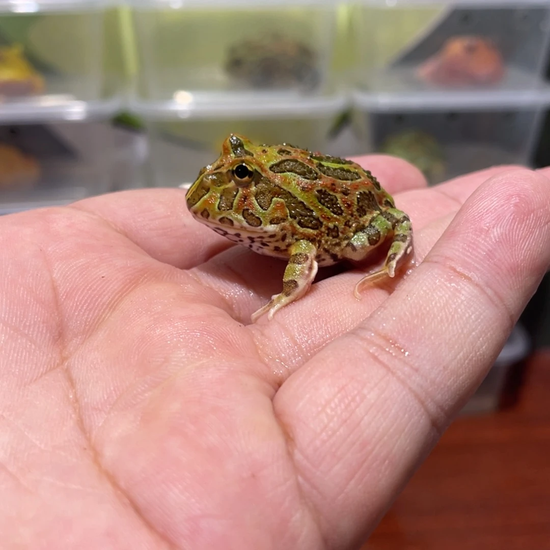 角蛙钟角蛙 3.7 厘米编号 029