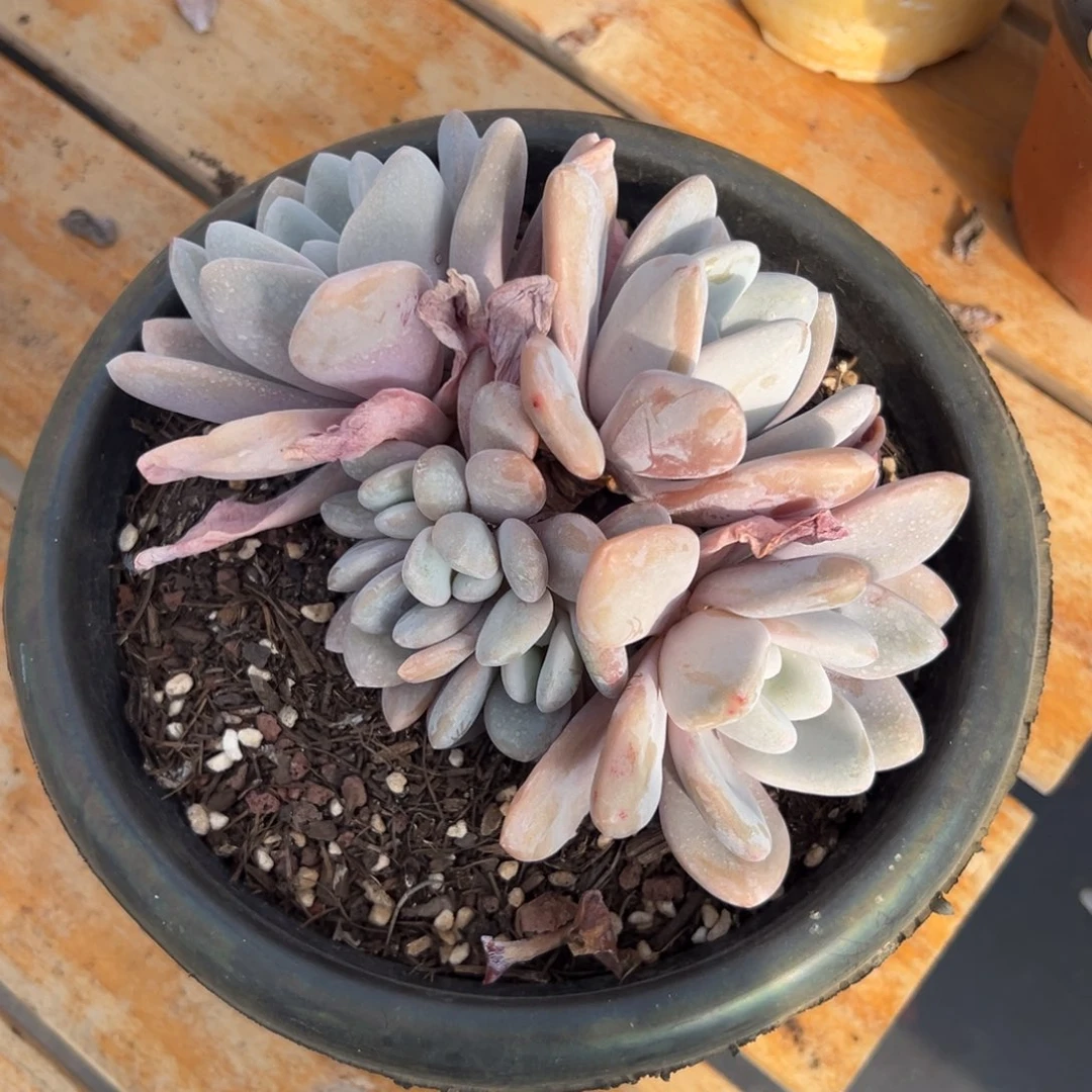 多肉大群粉兔【非偏远地区满18包邮】