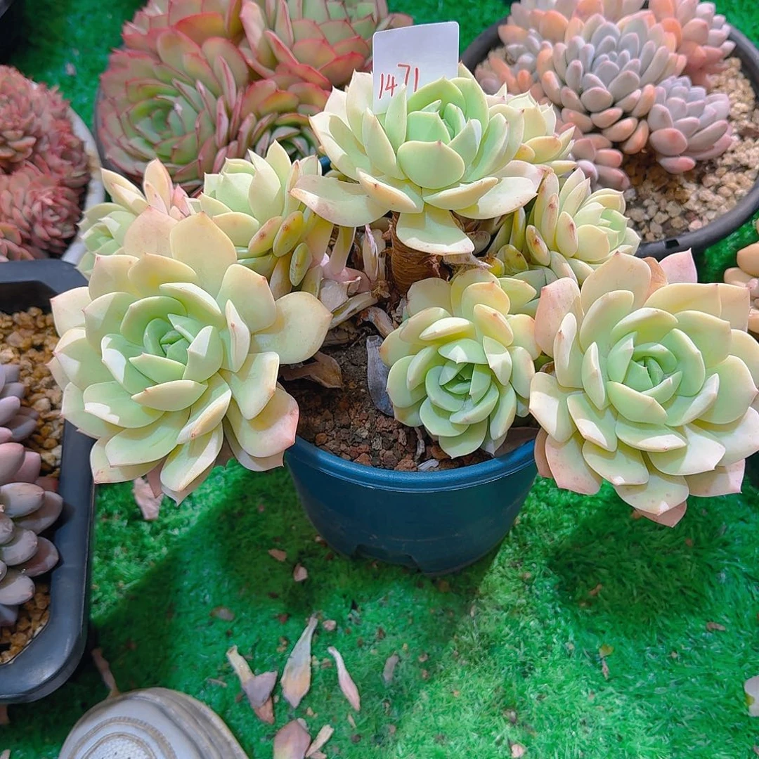 吴1471恋曲多肉植物