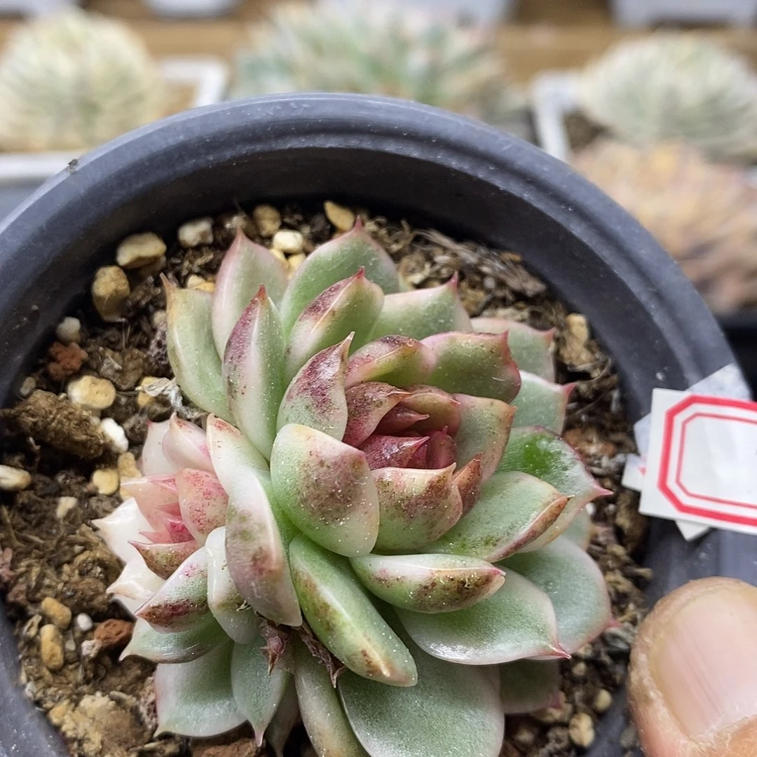 2181 绿水晶覆轮锦无砍双头