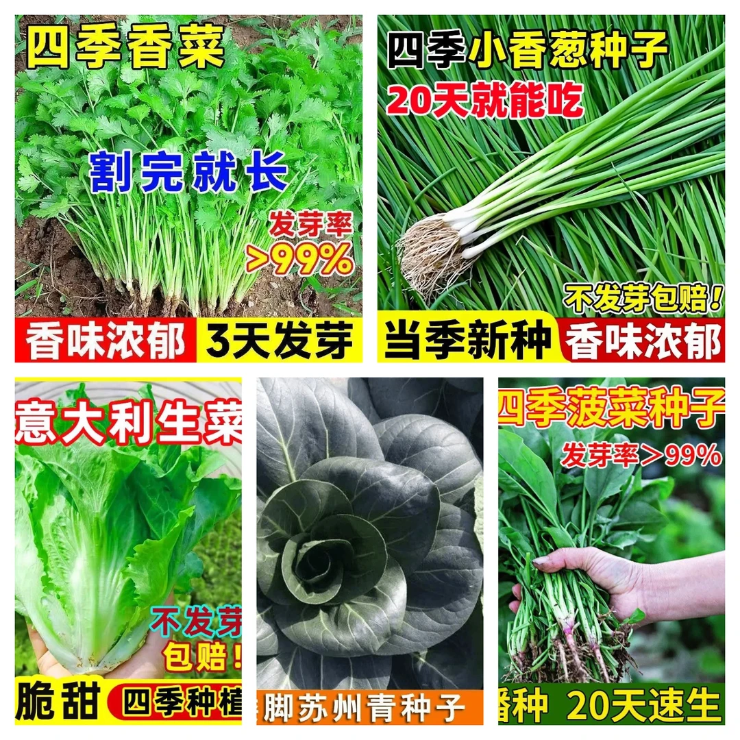 四季速生大叶香菜种子香葱菠菜苏州青生菜香味浓适合阳台盆栽种植