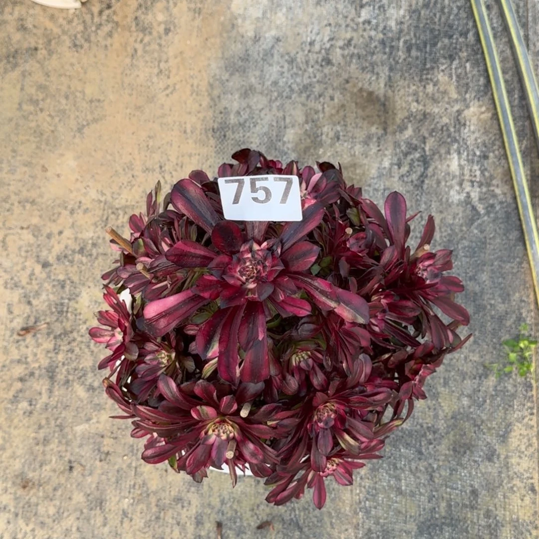 可*757！美姬拉丝法师多肉