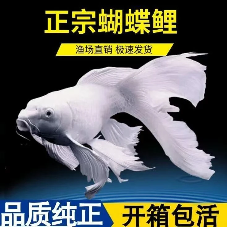 精品17-21纯种蝴蝶鲤观赏鱼大鳍大尾冷水好养耐活
