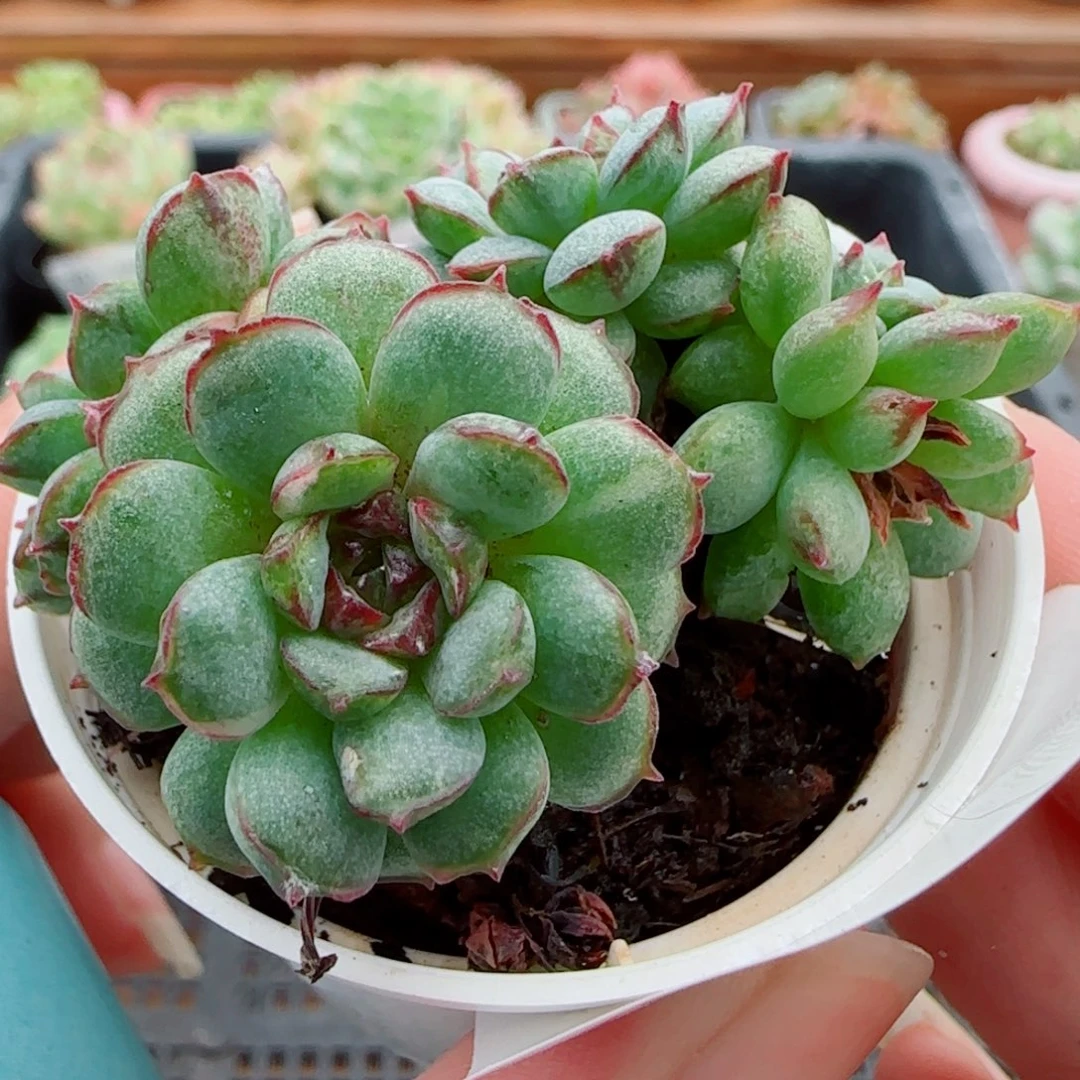 花语逸镜1009-79散溏心