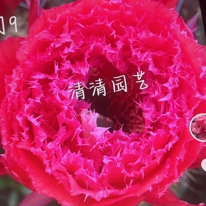 清清门9根瑕疵仙人球