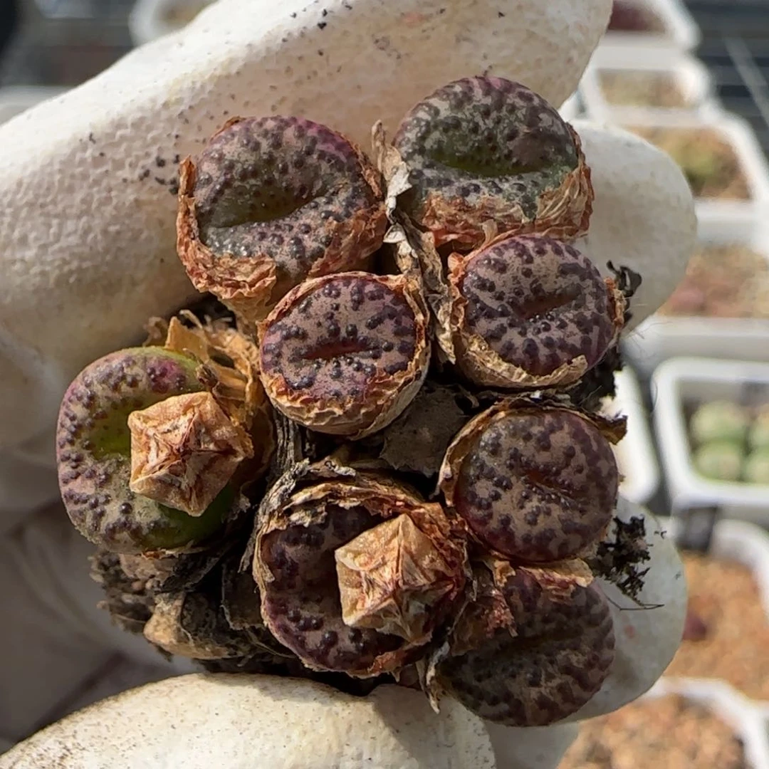 6-13-113当天满38包邮泡泡安贞母本