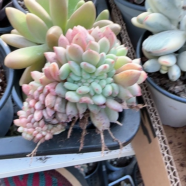 青蛙王子儿童牙膏111