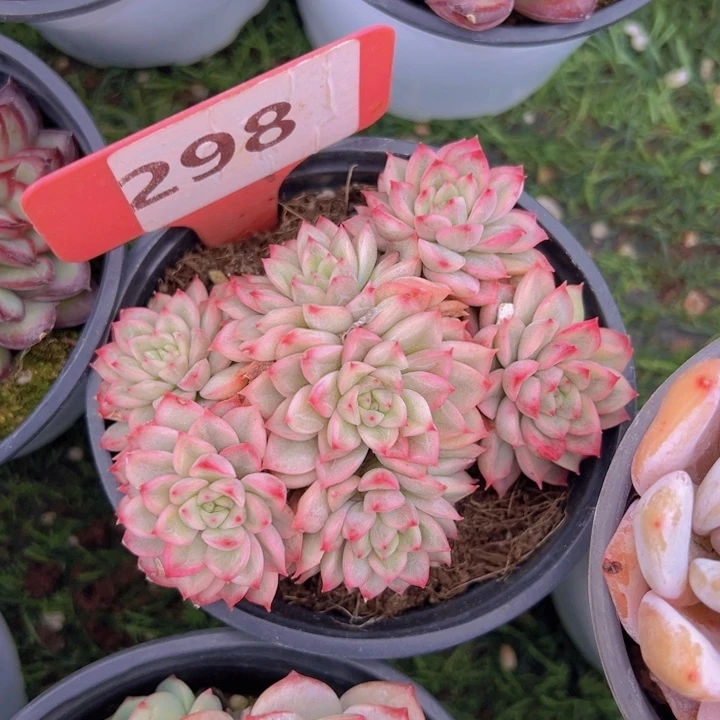 健健康康平平安安