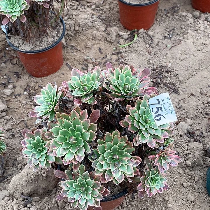 756朝霞绣球2号棚