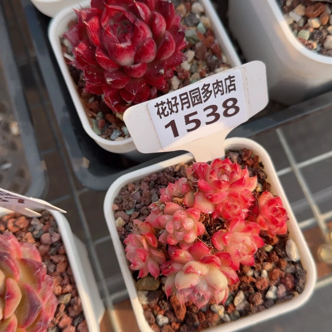 多肉植物1538……@knknmjk