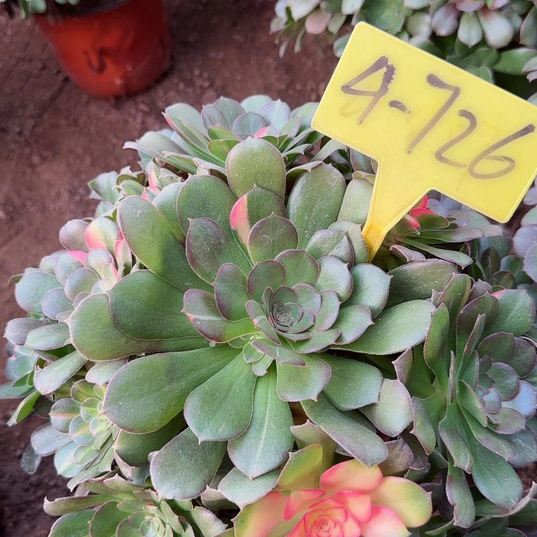 4-726--多头多肉植物