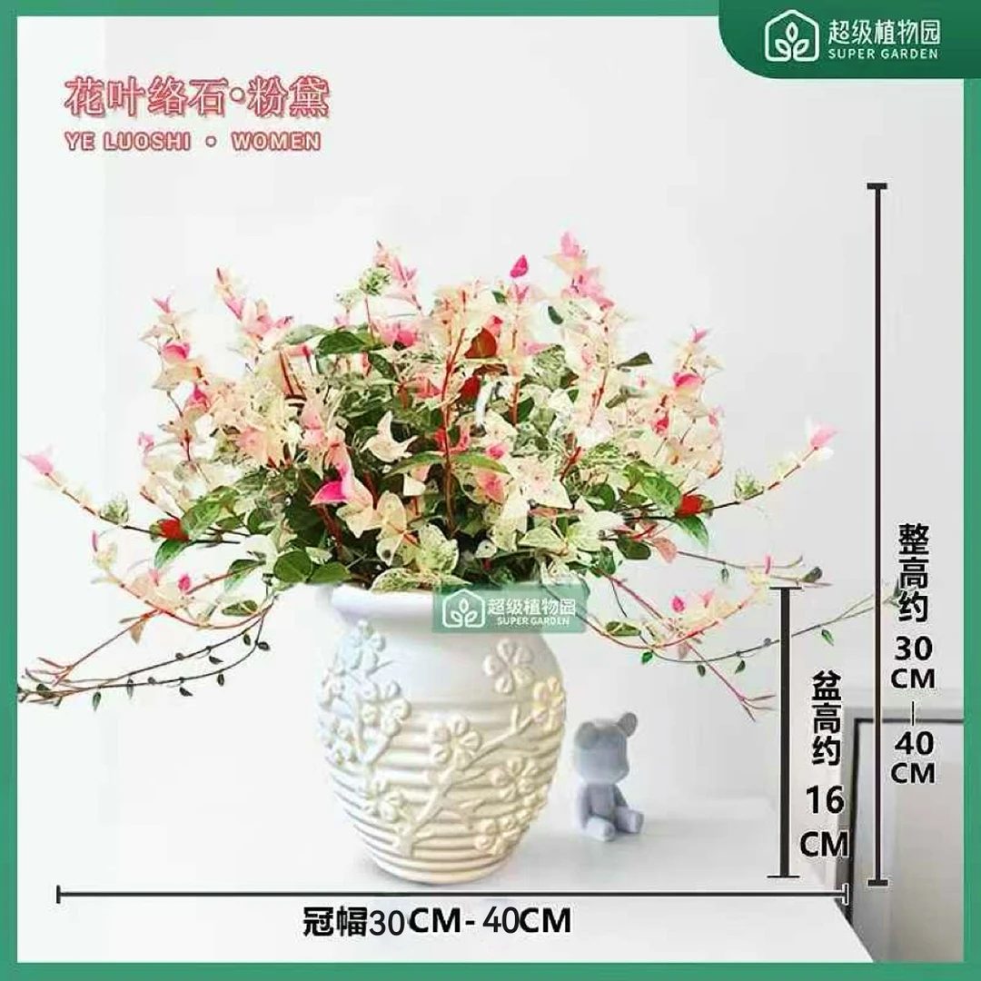 花叶络石绿植盆栽室内四季五彩花卉阳台办公室桌面稀有好养绿植