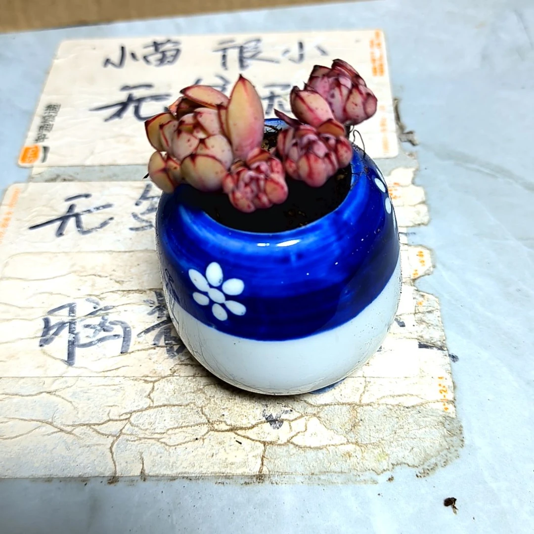 满9元包邮，灰姑娘群老苗