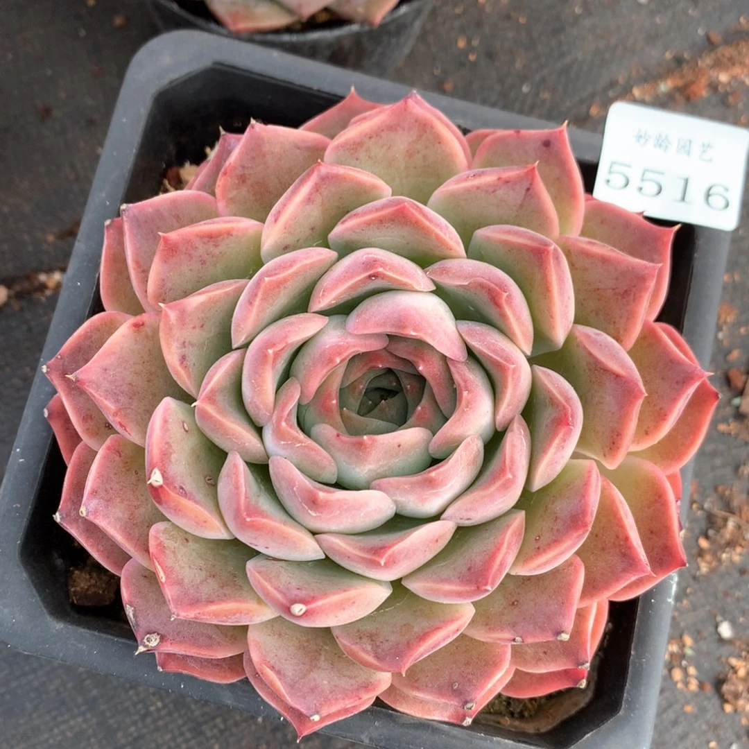 5516杂交多肉植物基地