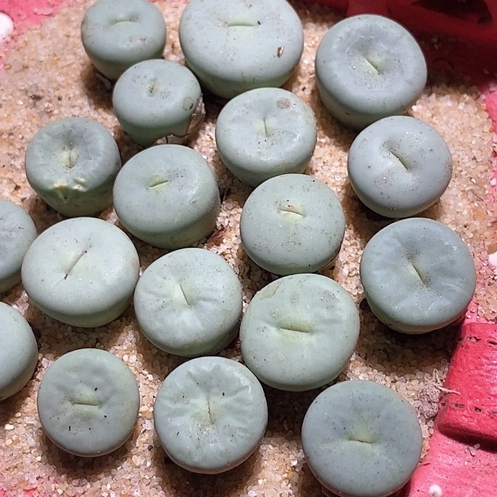 10538小红嘴ssg0064一组两颗