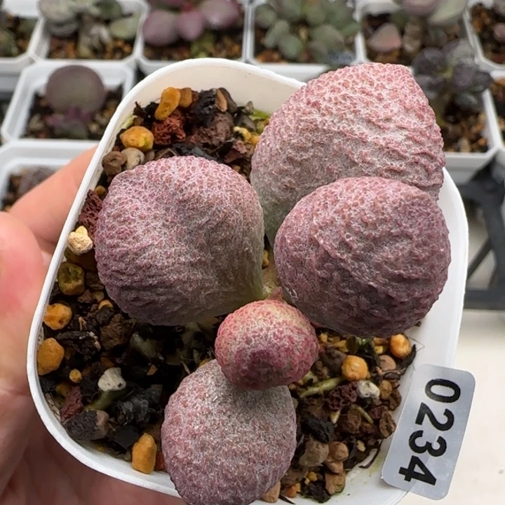 服部系多肉植物水泡