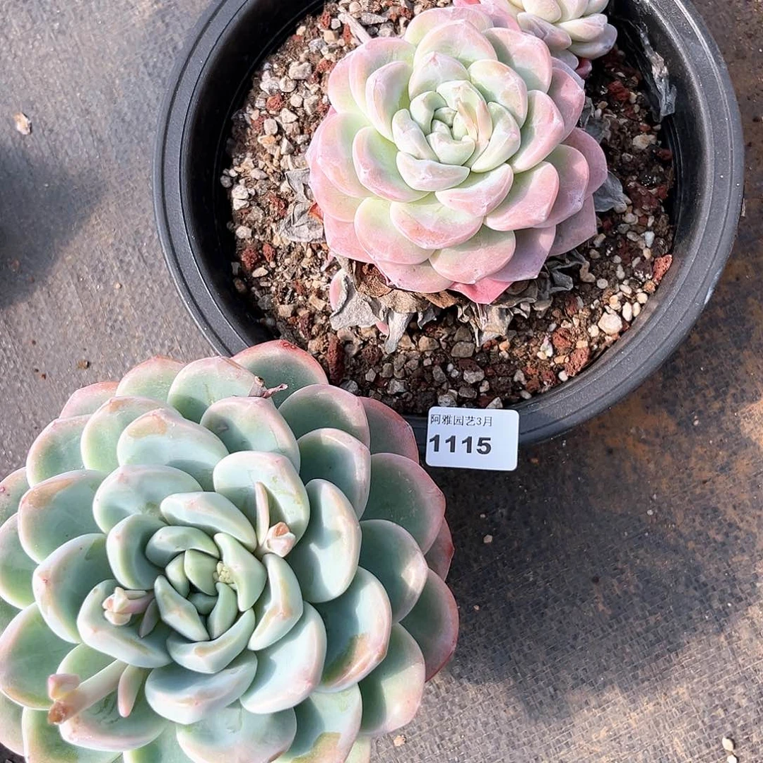 阿雅园艺。    1115