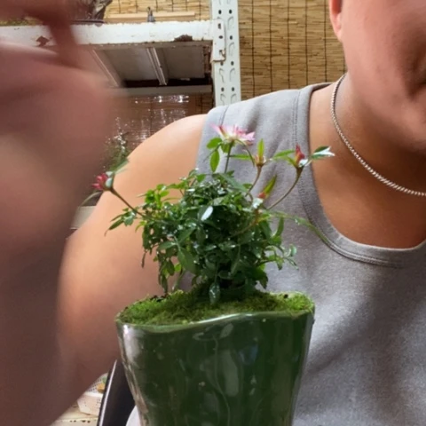 红陶一物一拍所见即所得295